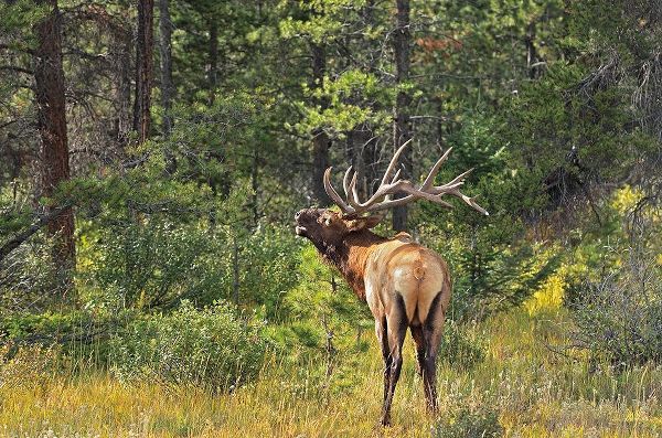 Canada-Alberta-Jasper National Park Male elk calling